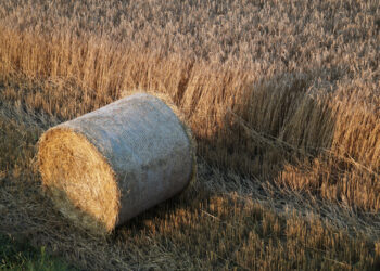 Słoma z butów wychodzi z trzaskiem. Jak paliwo po 5,19... - dsc03348 original 1