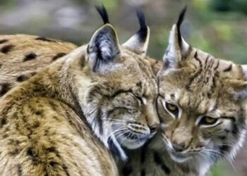 The Lynx in Poland is Thriving